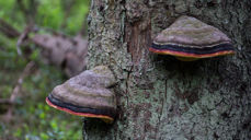 Foto: Odd Vegge