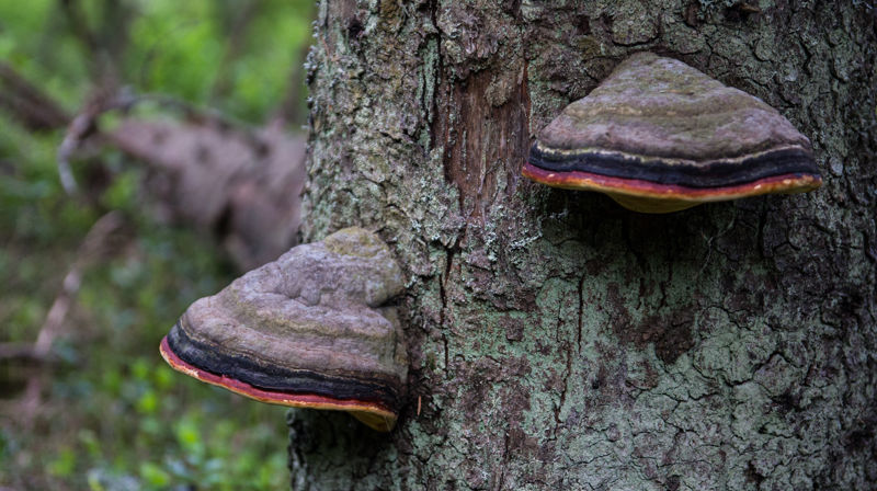 Foto: Odd Vegge