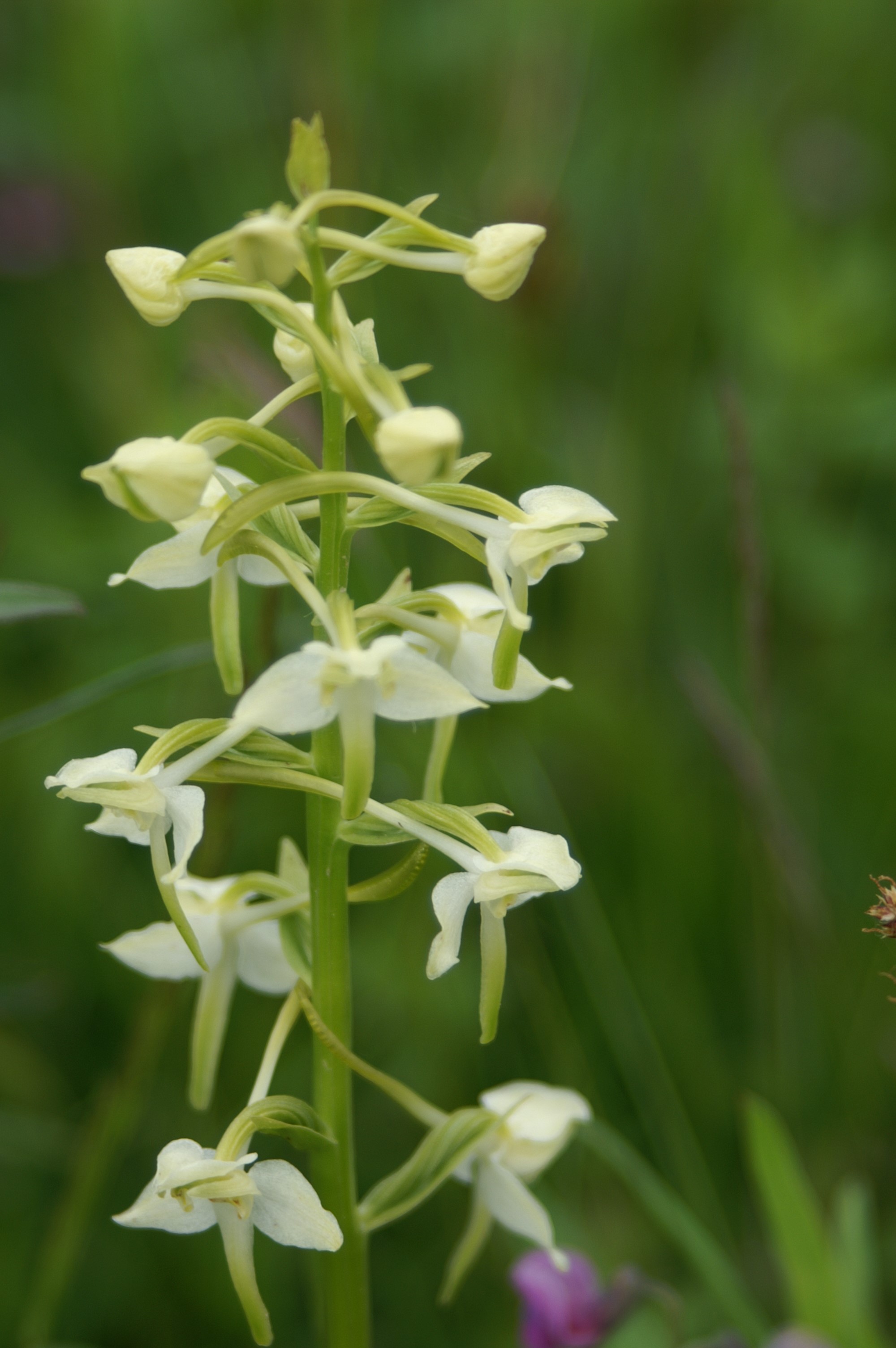 Villblomstens dag i Maridalen