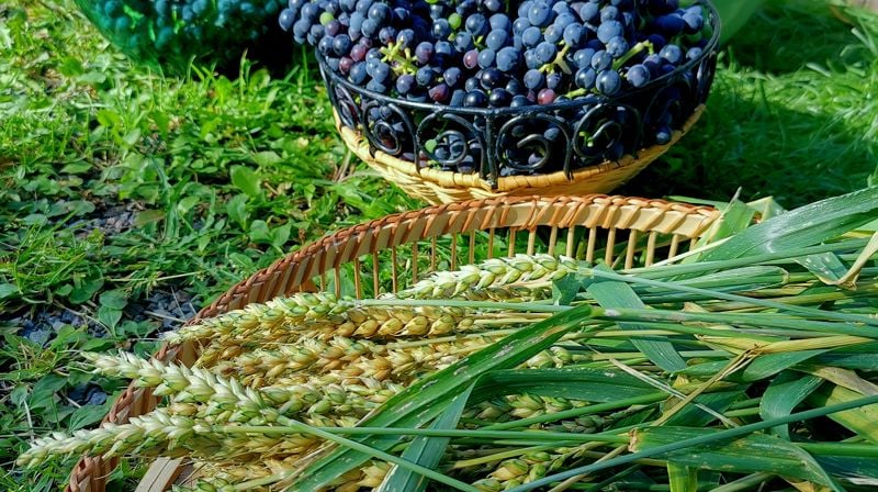 Vindruer og korn fra Iladalen blir til nattverd