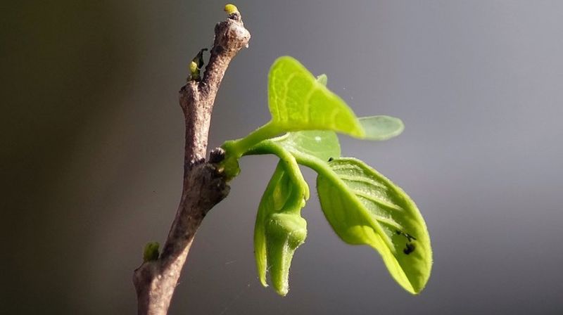 Sorgweekend for unge voksne