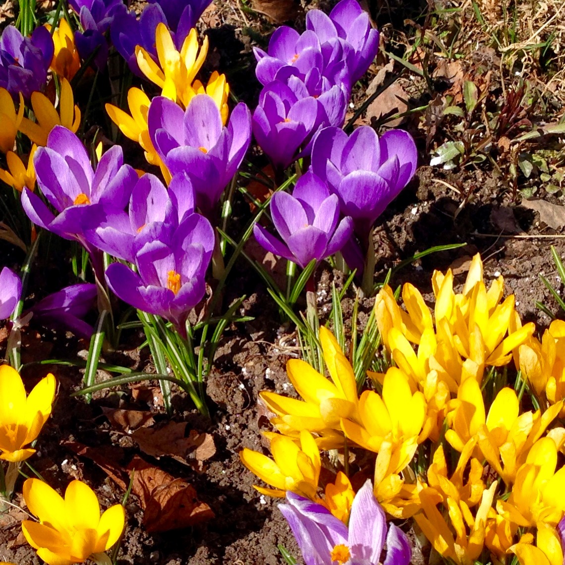 Søndagsskolen - Jungelgjengen