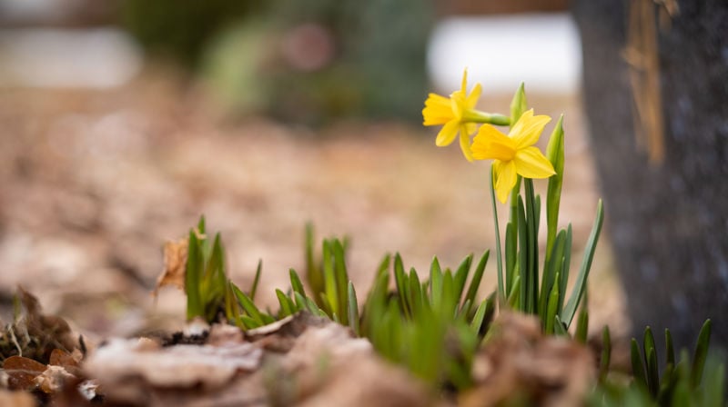 Velkommen til påskefeiring i Oppsal menighet!