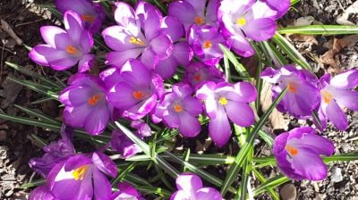 Vil du støtte vårt arbeid som fast giver?