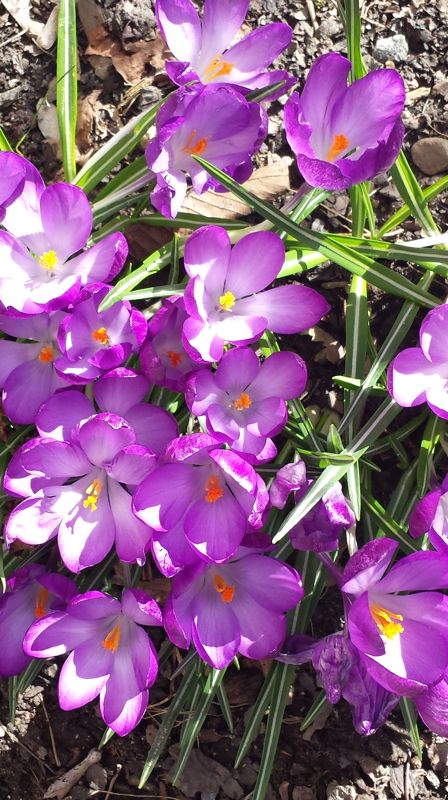 Vil du støtte vårt arbeid som fast giver?