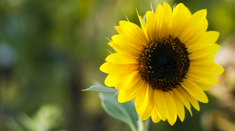 Friluftsgudstjeneste