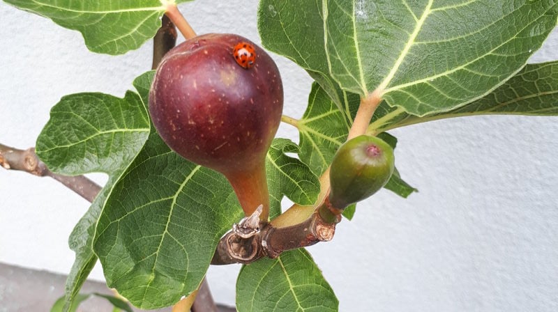 Åpen lunsj i Ila kirke