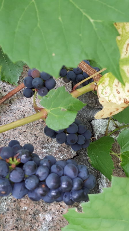 Hagepris til klosterhagen