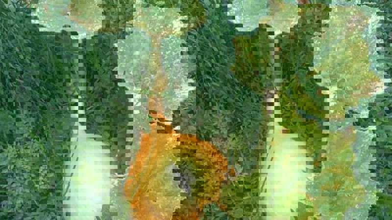 Se bildene fra Ila kirke sin klosterhage. Grønn kirke med grønne midler fra bydel Sagene!