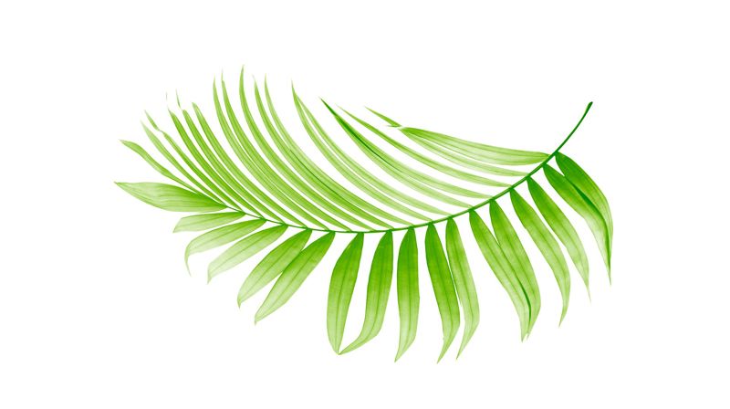 Palmesøndag – salving og palmer