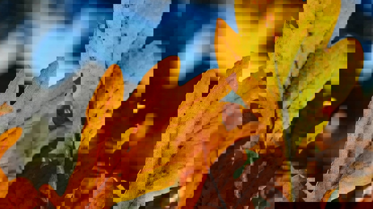 Oppstart høstsemesteret