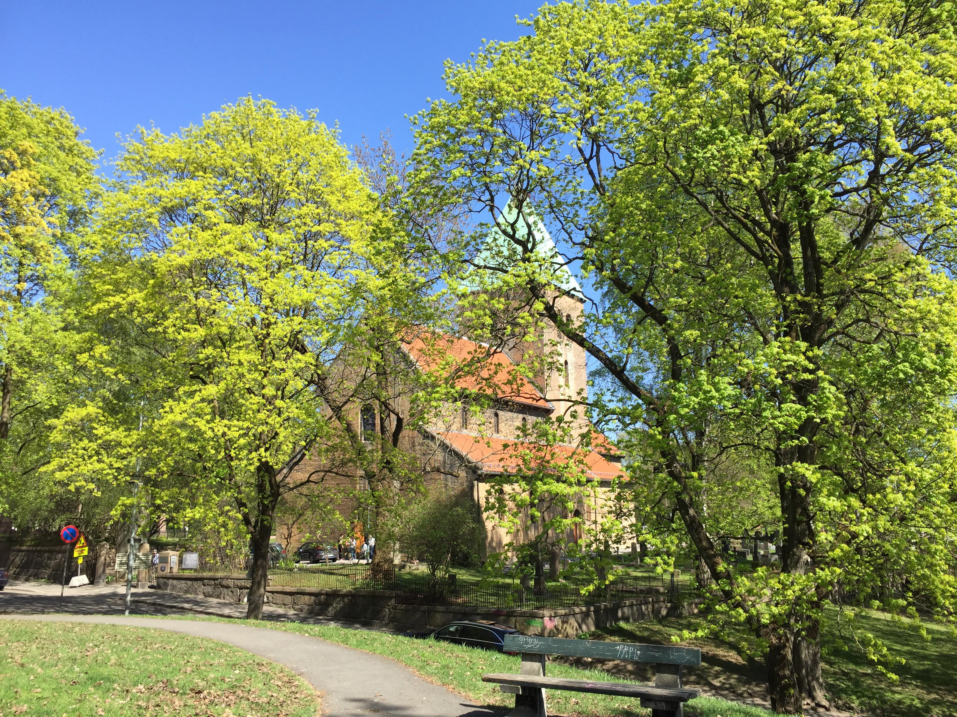 Pinse – tiden det grønnes