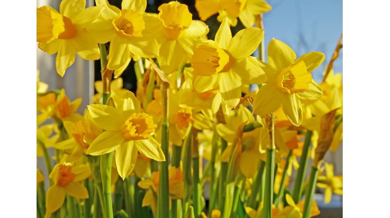 Påskefamiliegudstjeneste i Tonsen
