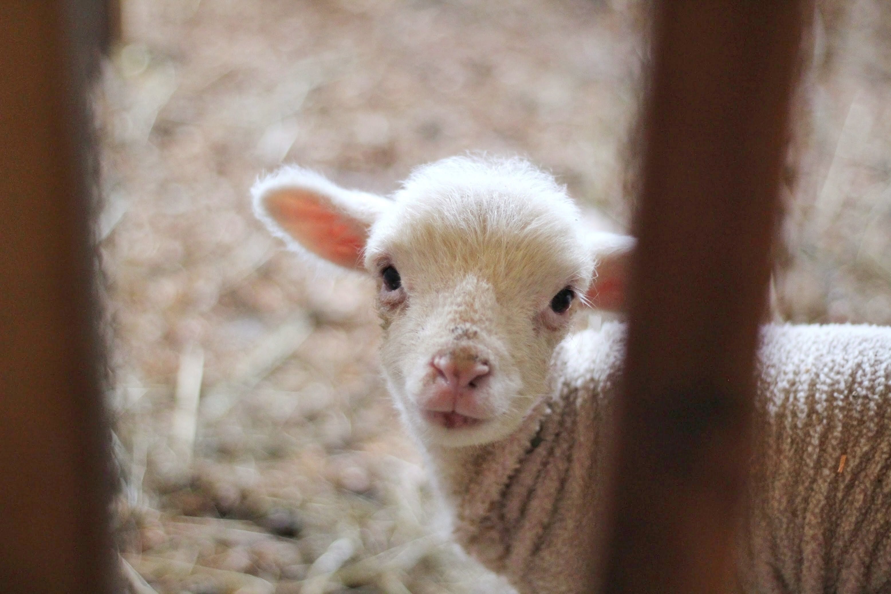 Bæ! Kom og finn meg! Foto: Unsplash