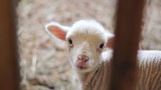 Bæ! Kom og finn meg! Foto: Unsplash
