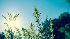 Vi feirer sommeren med mini-musikal. Foto: Unsplash