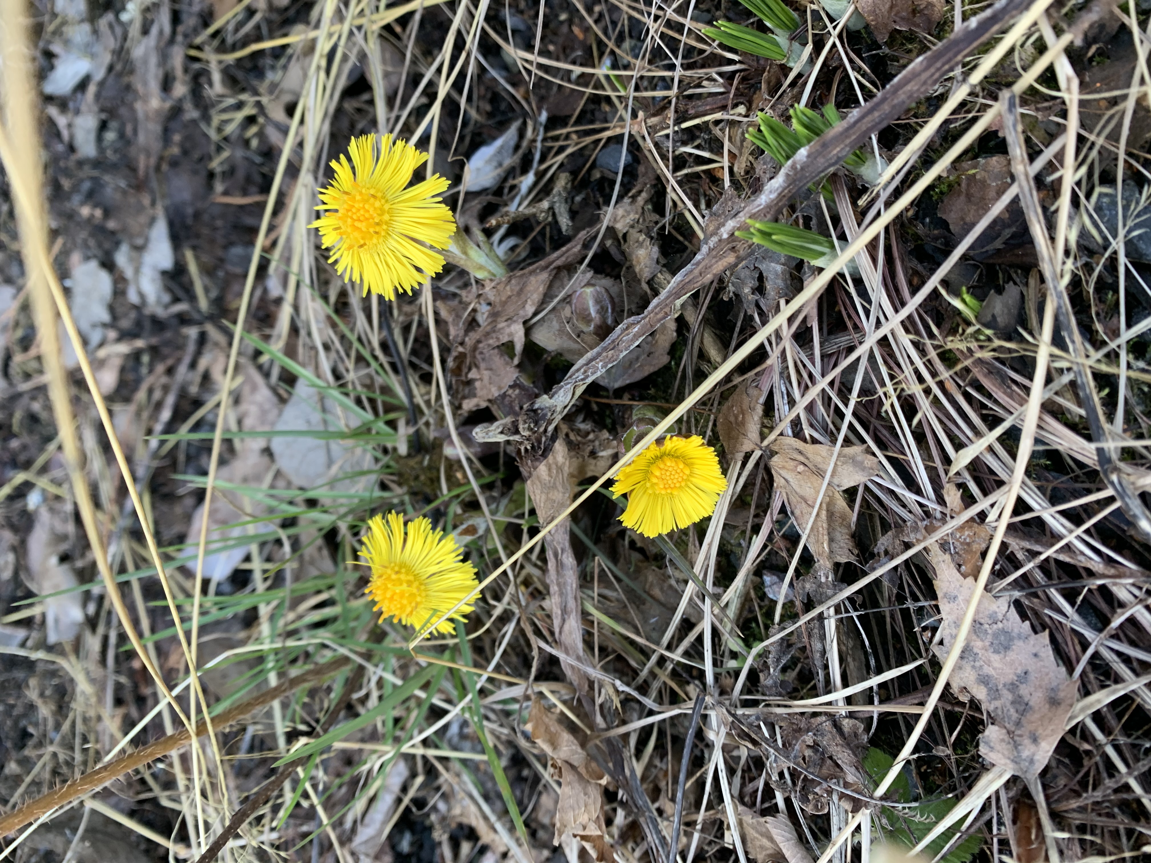 Les sokneprest Anne Pettersens hilsen til Voksen menighet