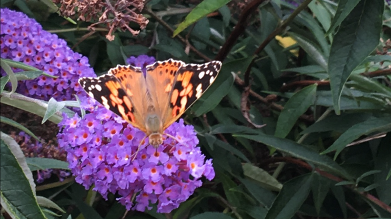 1. påskedag fra sokneprest Anne Pettersen