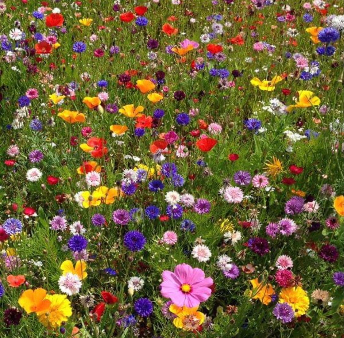 Lekmannsgudstjeneste 15. august 