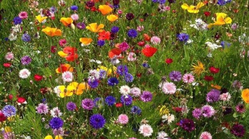 Lekmannsgudstjeneste 15. august