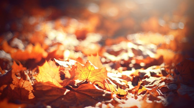 Onsdagskveld med tema "Salmenes bok"