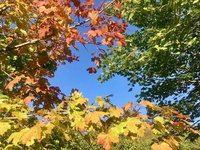 Onsdagskveld i Voksen 8. september kl 19.30