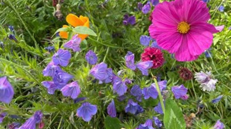 Velkommen til lekmannsmesse søndag 20. august kl 11