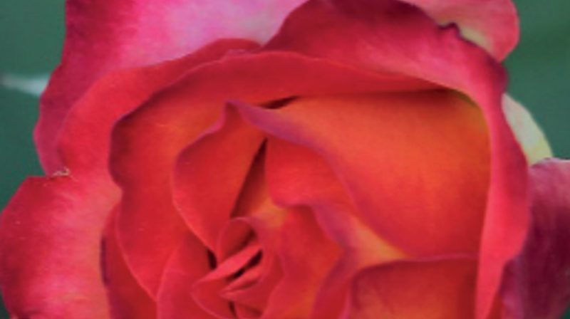 Er sorgen tung å bære?