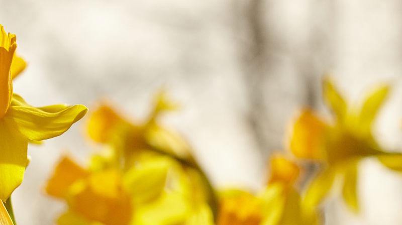 Pasjon og påske i Tangen kirke