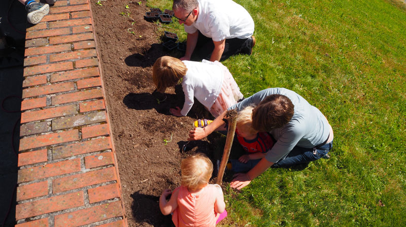 Islandshesten Baldur