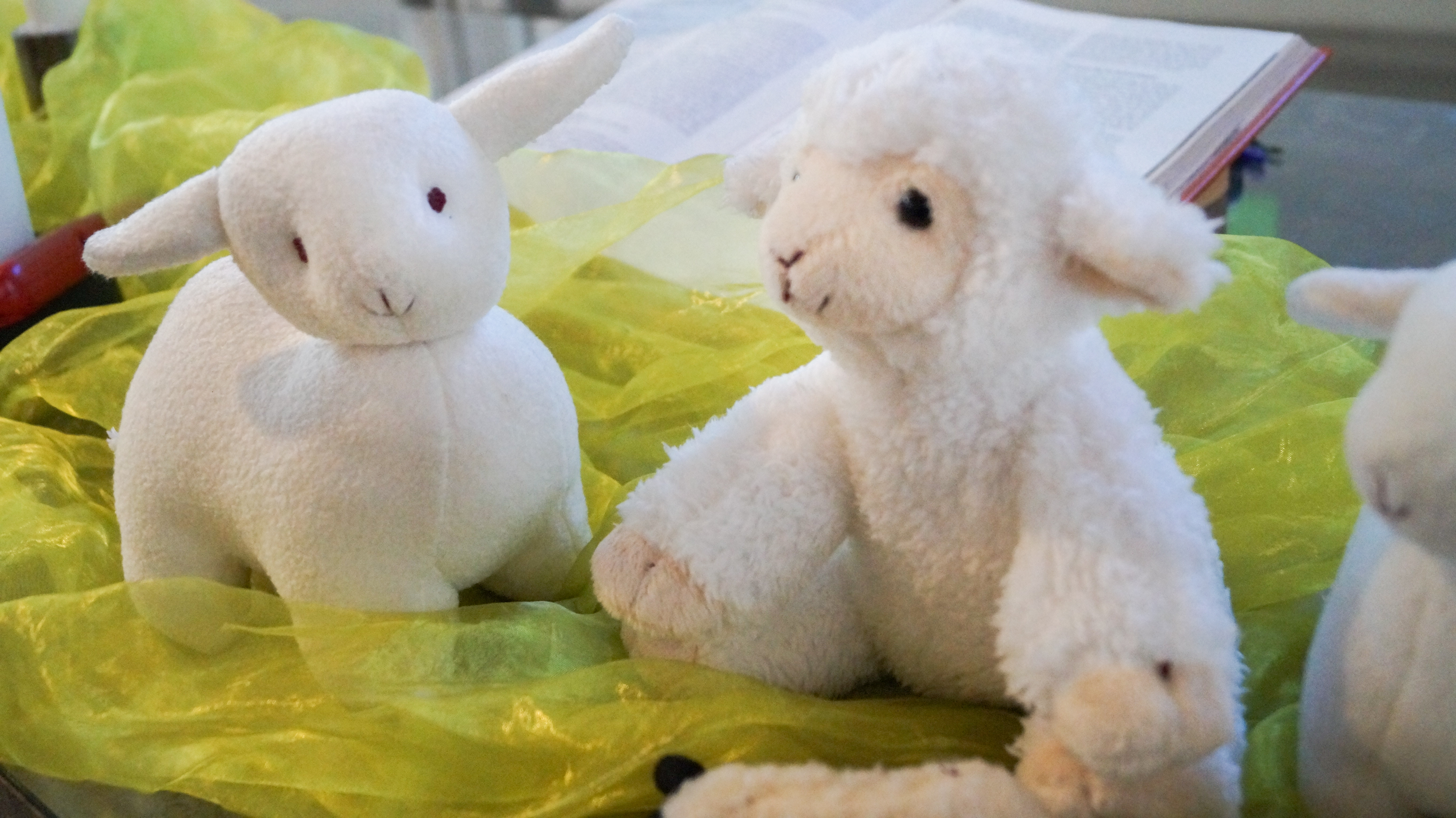 To sauebamser er sitter på grønt tyll