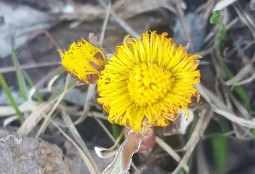 Foto Oddveig Holdal Weeg