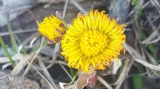 Foto Oddveig Holdal Weeg