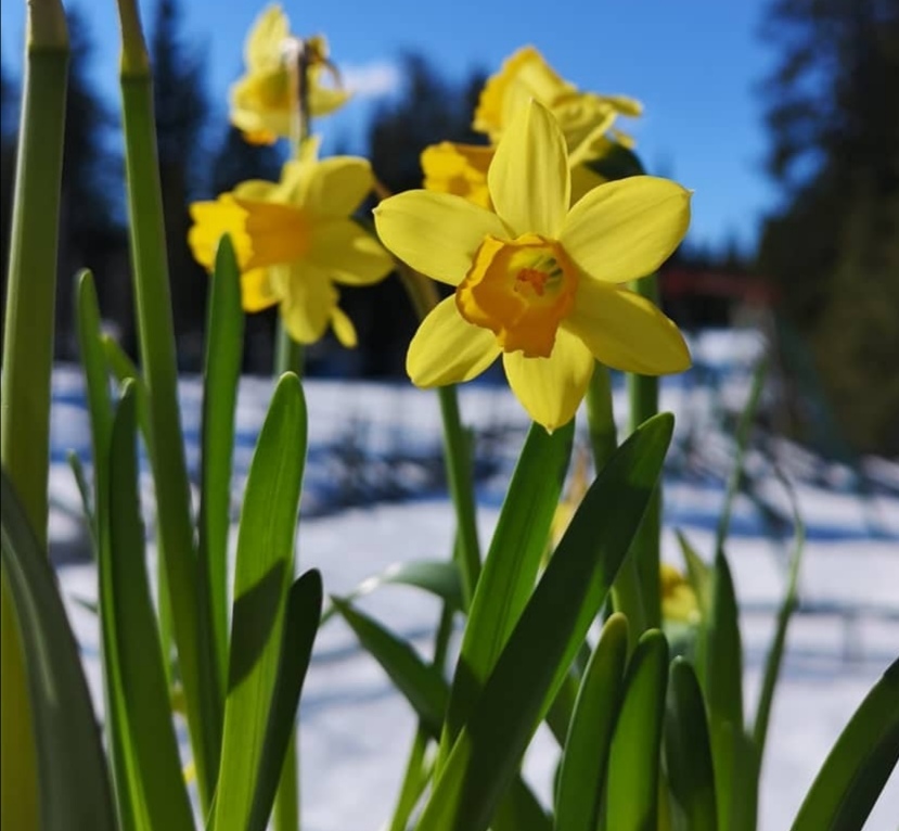 Foto: Oddveig Holdal Weeg