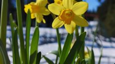 Foto: Oddveig Holdal Weeg