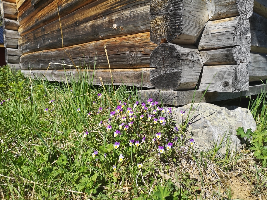 Foto Oddveig Holdal Weeg