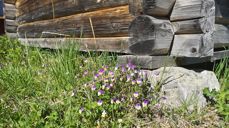 Foto: Oddveig Holdal Weeg