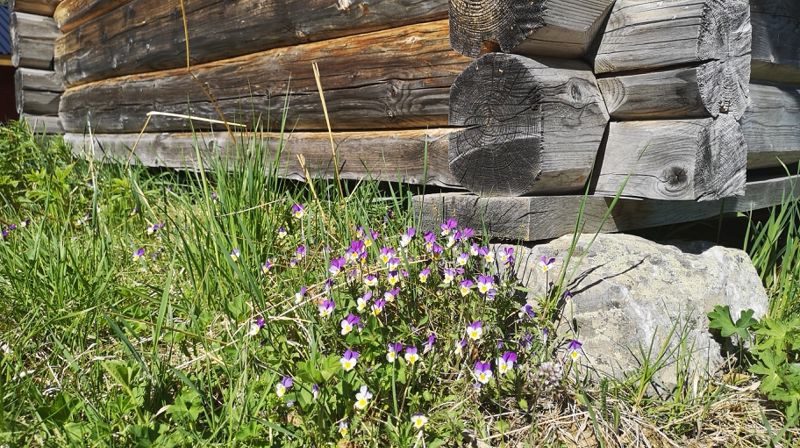 Foto: Oddveig Holdal Weeg