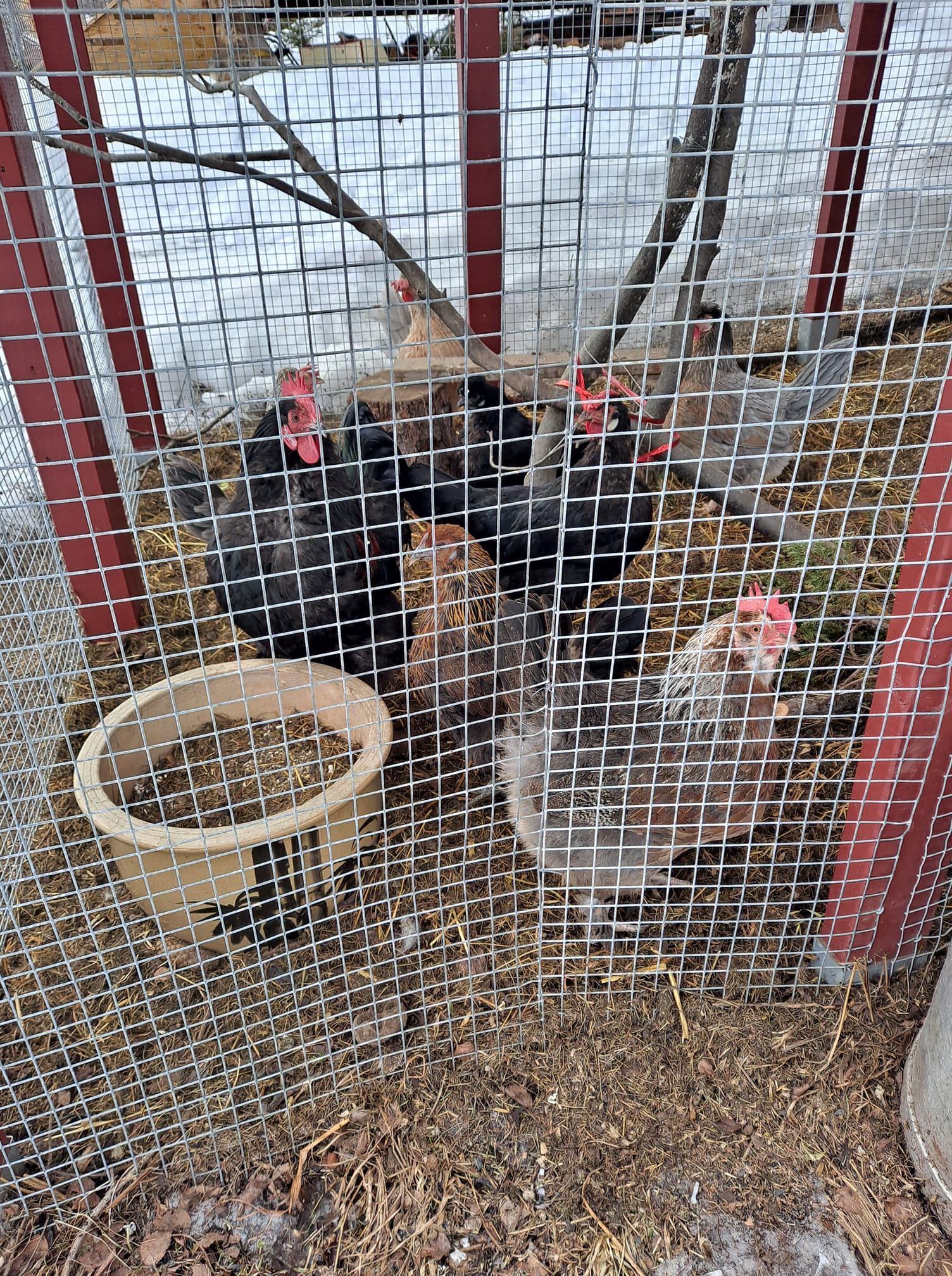 Sjøv hønene mine har portforbud, dei slit med fugleinfluensaen. Foto Eli Vatn.