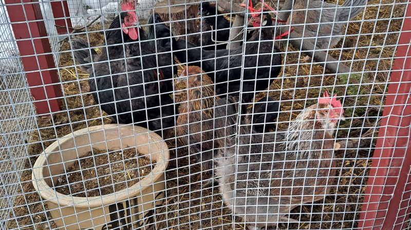 Sjøv hønene mine har portforbud, dei slit med fugleinfluensaen. Foto Eli Vatn.