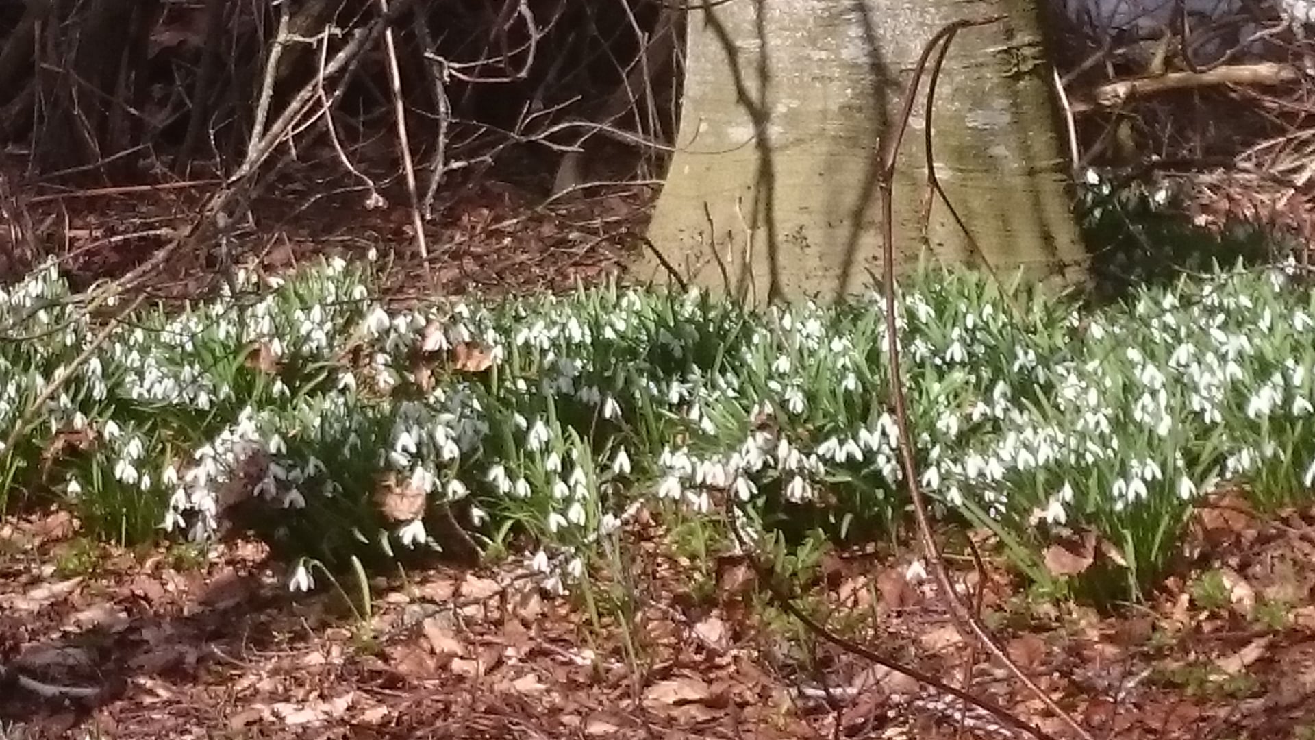 Snøklokkearven slik han ser ut etter at mor mi sette ned snøklokker i hagen for ein mannsalder sidan. Foto Eli Vatn. 