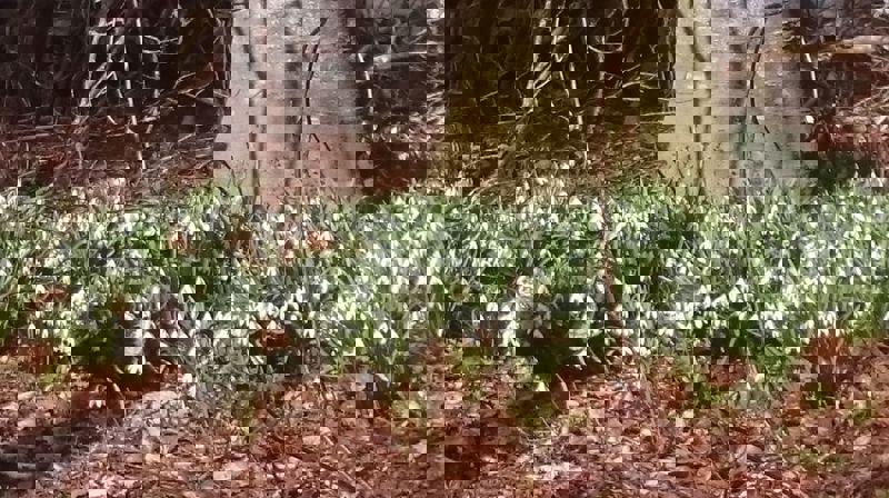 Snøklokkearven slik han ser ut etter at mor mi sette ned snøklokker i hagen for ein mannsalder sidan. Foto Eli Vatn.