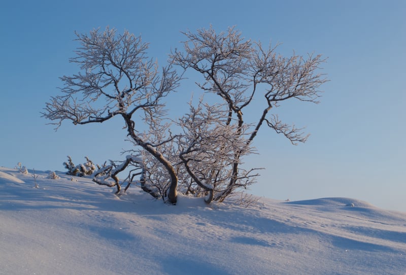Dvergbj&oslash;rk i sn&oslash; - Foto Lars Verket