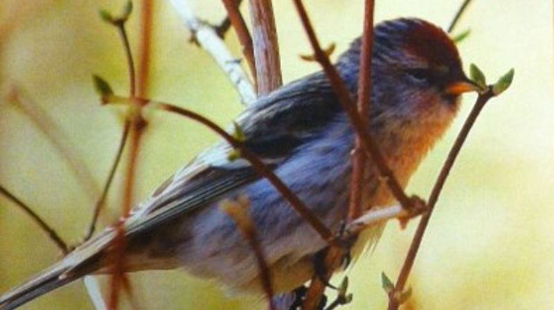 Rennebu menighetsblad nr.2-2016