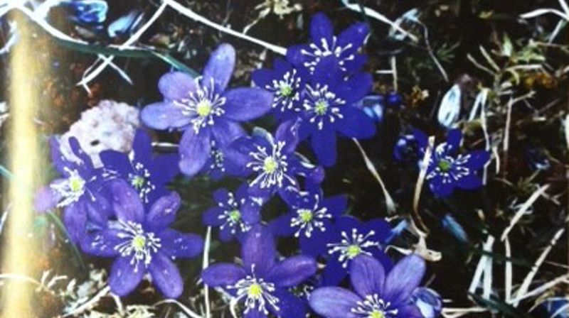 Rennebu menighetsblad nr.3-2016