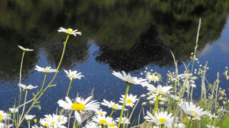 Våre grønne menigheter