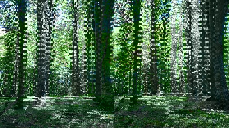 Friluftsgudstjeneste 31.05.20 kl. 11