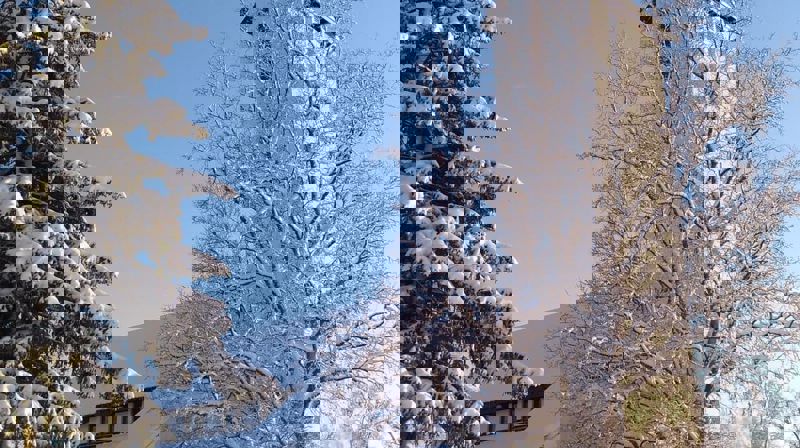 Påmelding til Julegudstjenestene i kirka