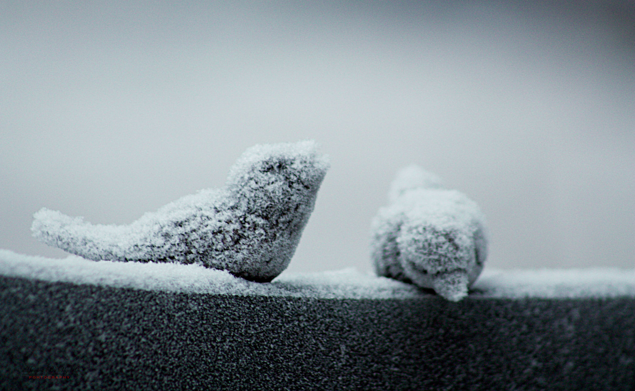 Vi minnes våre døde