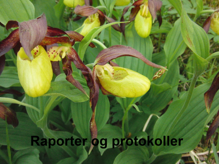 Protokoller og Rapporter